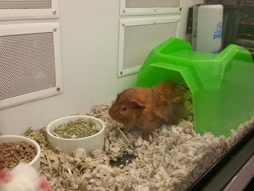 Pet Supply Store «Petco Animal Supplies», reviews and photos, 7040 Valley Creek Plaza, Woodbury, MN 55125, USA