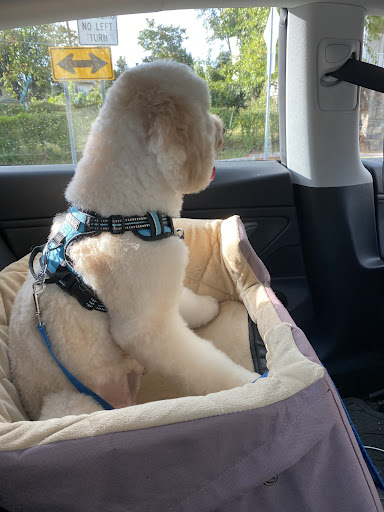 Fancy Pets, 6 Cattano Ave, Morristown, NJ 07960, USA, 