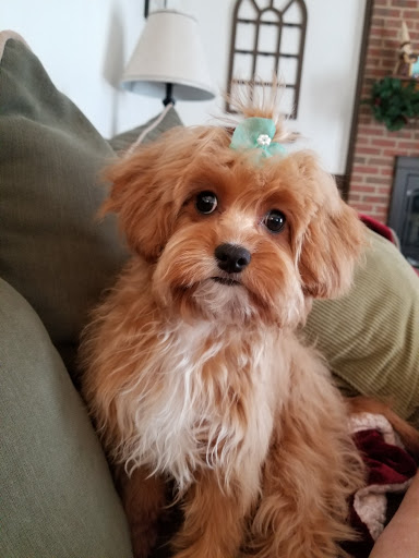 Pet Supply Store «PetSmart», reviews and photos, 1421 Carl D Silver Parkway, Fredericksburg, VA 22401, USA