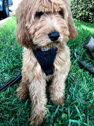 Pet Supply Store «Petco Animal Supplies», reviews and photos, 15895 Pines Blvd, Pembroke Pines, FL 33028, USA