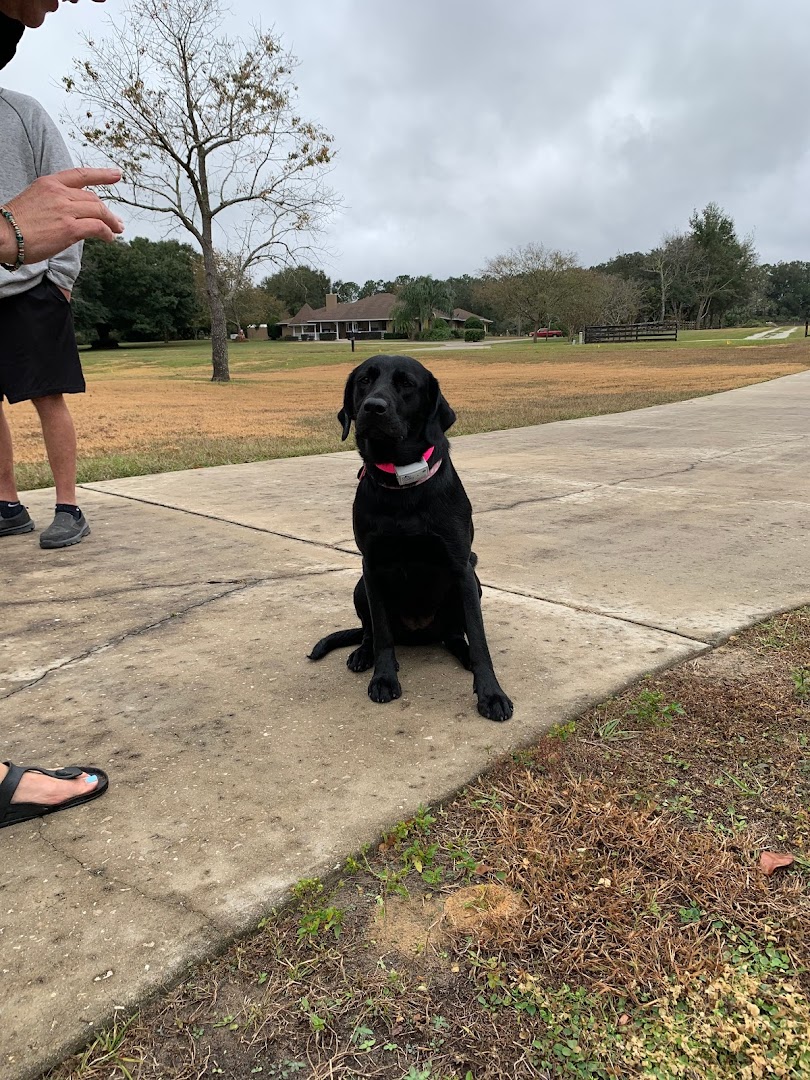 Dog Guard of Florida