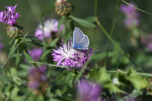 attractions Les jardins de mireille Esparron-de-Verdon