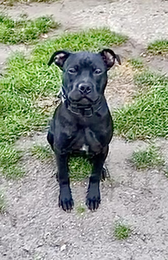 Pet Supply Store «Ace Pet Supply & K-9 Center Inc», reviews and photos, 206 Vanderpool St, Newark, NJ 07114, USA