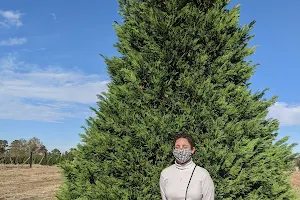 Merket's Christmas Tree Farm image