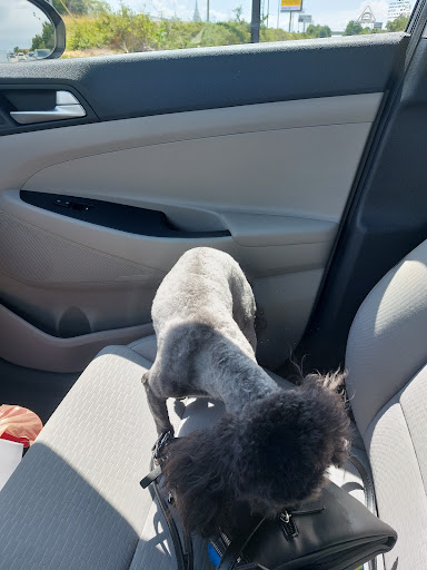 Pet Supply Store «PetSmart», reviews and photos, 139 Rolling Hills Cir, Easley, SC 29640, USA