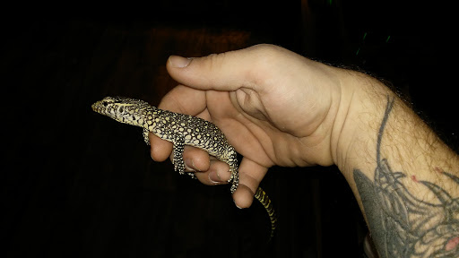 Reptile Store «Reptile Pets Direct», reviews and photos, 8088 Pat Booker Rd, Live Oak, TX 78233, USA