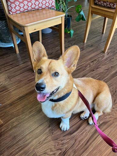 Family Pet Veterinary Practice | Silver Spring MD image