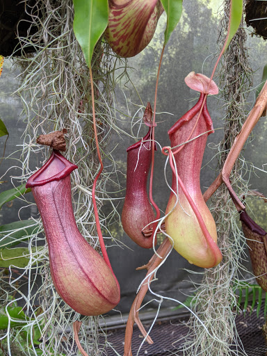 Gift Shop «Meijer Gardens Gift Shop», reviews and photos, 1000 E Beltline Ave NE, Grand Rapids, MI 49525, USA