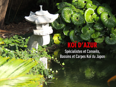 Koi d'Azur à La Farlède