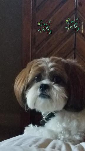 Pet Groomer «Purr-fect Pets Georgetown», reviews and photos, 1915 N Austin Ave, Georgetown, TX 78626, USA