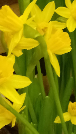 Grocery Store «Jewel-Osco», reviews and photos, 7201 W 24th St, North Riverside, IL 60546, USA