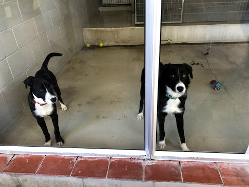 SPCA Auckland (Mangere) Centre