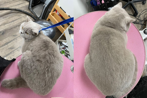 Paw Paw Pet Grooming image