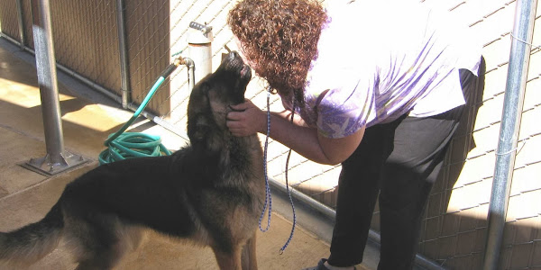 A Pet Villa Dog Boarding and Grooming