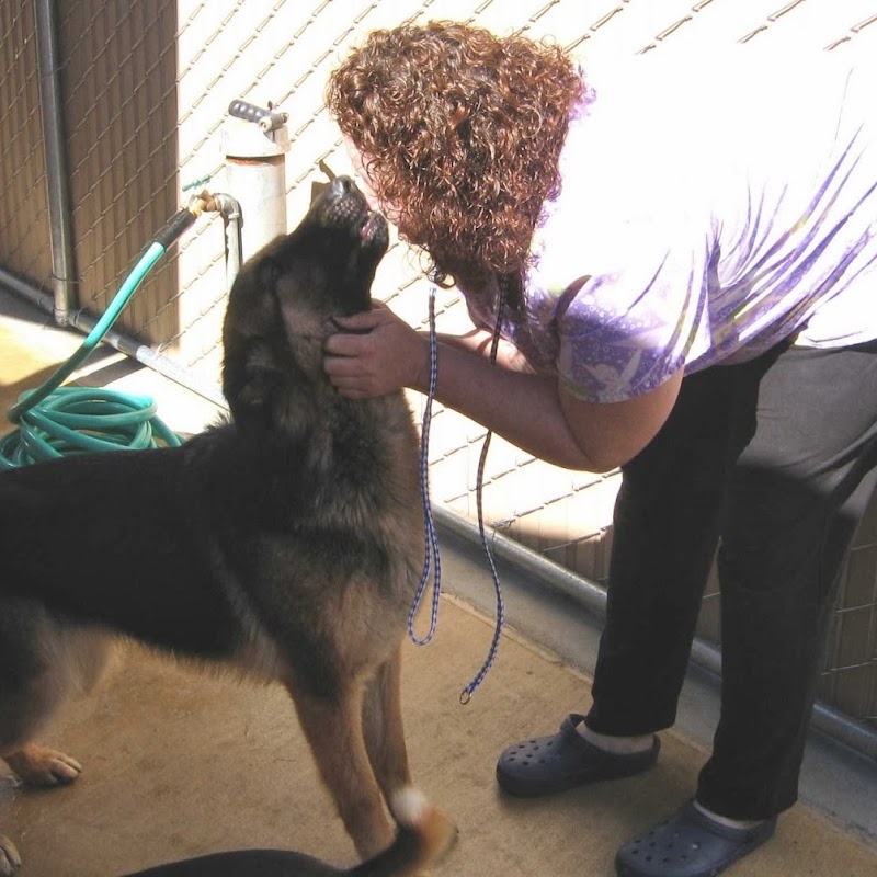 A Pet Villa Dog Boarding and Grooming