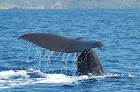 Shelltone Whale Project Pointe-Noire