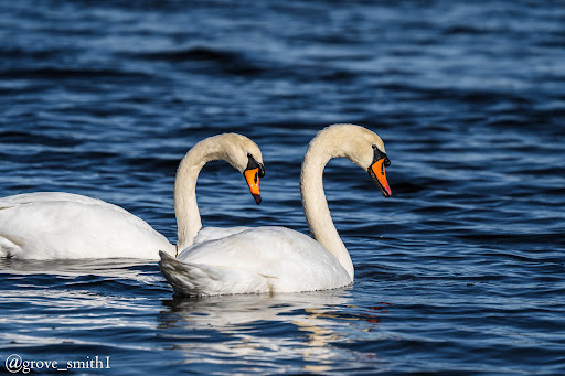 Nature Preserve «Edwin B. Forsythe National Wildlife Refuge- deCamp Wildlife Trail», reviews and photos, 365 Mantoloking Rd, Brick, NJ 08723, USA