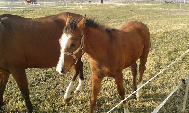Értékelések erről a helyről: MIRAZSKID Lovarda és Lovasiskola, Cegléd - Szórakozóhely