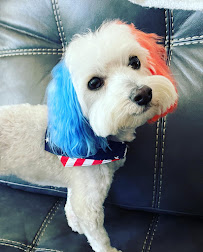 BloomingPaws Clinic Resort & Spa - Photo 4 - Car repair in Bloomington, IN, Bloomington