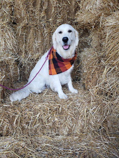 Florist «Bayport Flower Houses, Inc.», reviews and photos, 940 Montauk Hwy, Bayport, NY 11705, USA