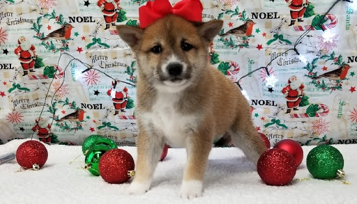 Pet Store «Happiness Is Pets», reviews and photos, 15647 94th Ave, Orland Park, IL 60462, USA