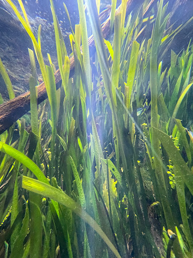 Aquarium «Newport Aquarium», reviews and photos, 1 Aquarium Way, Newport, KY 41071, USA