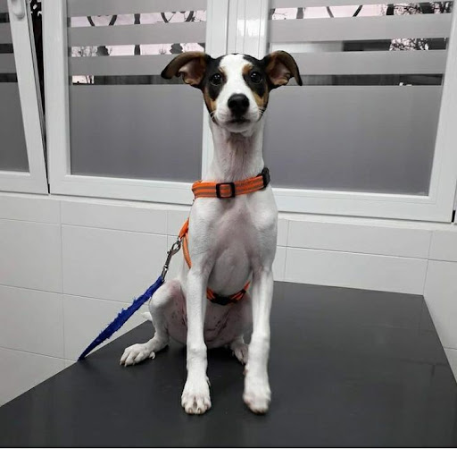 Clínica Veterinaria Petconnection en Móstoles