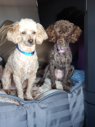 Pet Supply Store «Adogable PET SERVICES», reviews and photos, 4884 Sun City Center Blvd, Sun City Center, FL 33573, USA