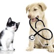 Kaysville Veterinary Hospital