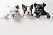 Karen's Critters - Grooming & Training