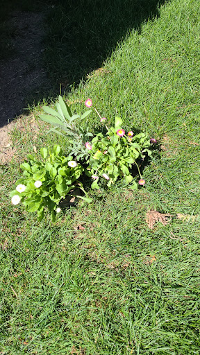 Supermarket «Mt Clemens farmers Market», reviews and photos, 135 N River Rd, Mt Clemens, MI 48043, USA