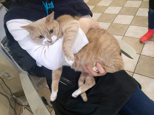 Beauty Salon «Eva Hair Salon», reviews and photos, 4401 Princeton Ave, Philadelphia, PA 19135, USA