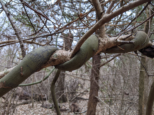 Nature Preserve «Spring Creek Forest Preserve», reviews and photos, 1770 Holford Rd, Garland, TX 75044, USA