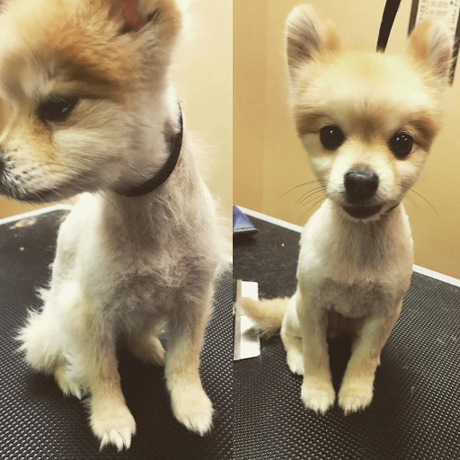 Pet Store «Healthy Pets Mountain West», reviews and photos, 2352 Fort Union Blvd, Cottonwood Heights, UT 84121, USA