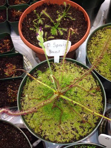 Plant Nursery «California Carnivores», reviews and photos, 2833 Old Gravenstein Hwy, Sebastopol, CA 95472, USA