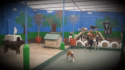 Urbanpetmx - Hotel & guarderia para perros canino