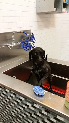 Pet Supply Store «Unleashed by Petco», reviews and photos, 6 Shipyard Dr #1f, Hingham, MA 02043, USA