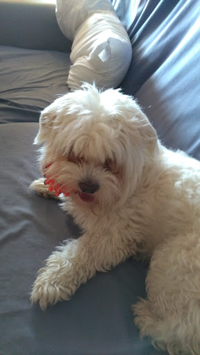 Centro Veterinario Ares en Torre-Pacheco