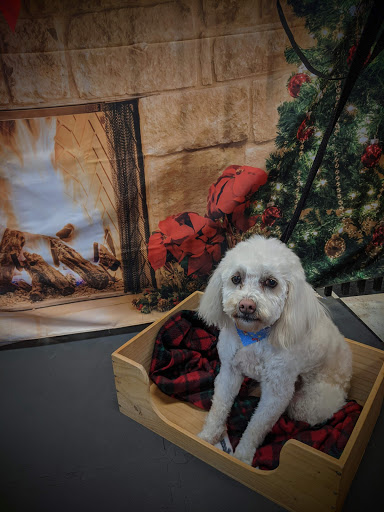 Pet Groomer «A Klassy Lassie, LLC», reviews and photos, 30 Old Jackson Rd, McDonough, GA 30252, USA