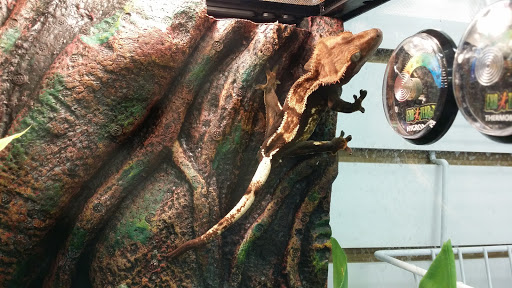 Pet Supply Store «Pet Supplies Plus», reviews and photos, 400 Lowell Ave Suite 14, Haverhill, MA 01832, USA