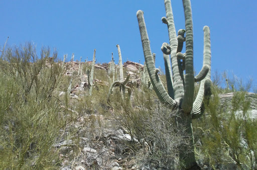 Sabino Canyon Recreation Area Cactus Ramada 1
