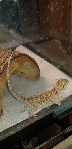 Pet Supply Store «Pet Shop», reviews and photos, 1833 S 10th St, Independence, KS 67301, USA