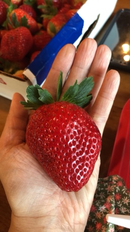 Farm «Oak Haven Farms», reviews and photos, 32418 Avington Rd, Sorrento, FL 32776, USA