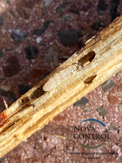 Nova Control - Control de plagas y microorganismos, en Ibiza y Formentera