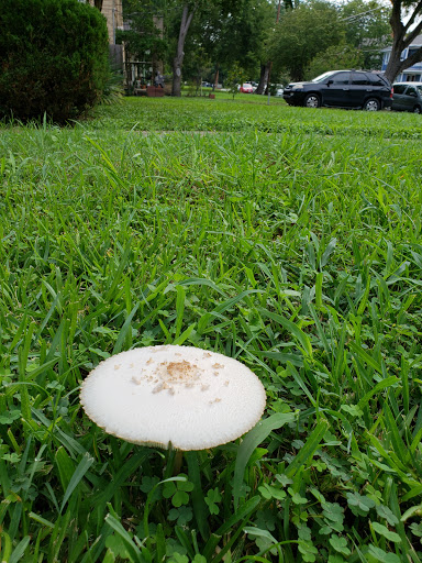 Park «Buckner Park», reviews and photos, 4550 Worth St, Dallas, TX 75246, USA