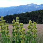 Photo n° 1 de l'avis de Karine.u fait le 27/07/2020 à 08:40 pour Col du petit Ballon à Luttenbach-prés-Munster