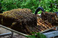 Lee Honey Bee Removal - Photo 9 - Car repair in Cape Coral, FL, Cape Coral