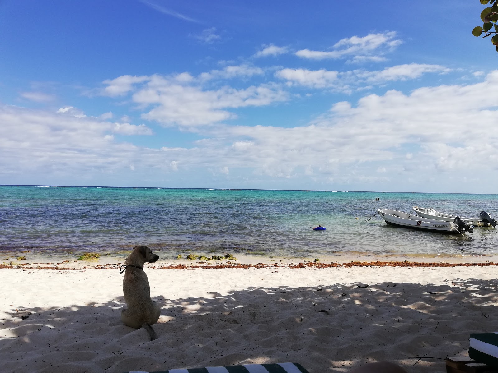 Foto von Casa Cenote beach mit etwas sauber Sauberkeitsgrad