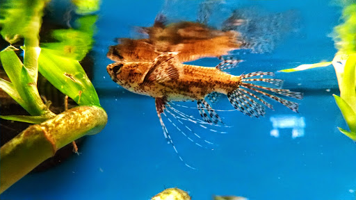 Pet Supply Store «Petco Animal Supplies», reviews and photos, 405 W Loop 281, Longview, TX 75605, USA