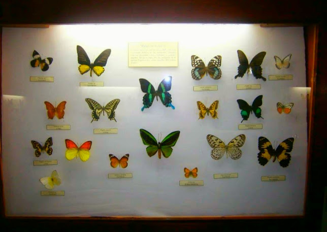 Museo De Insectos - Insectario